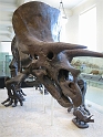 Kids-NYC_AMNH_3-2014 (73)